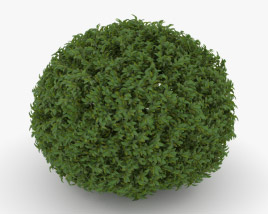 Shrub 3D model