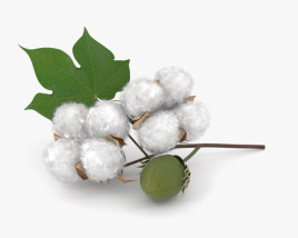 Cotton 3D model