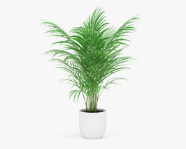 Areca Palm 3D model