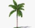 Королівська пальма 3D модель