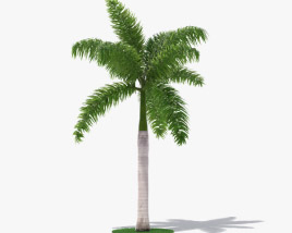 Royal palm 3D model