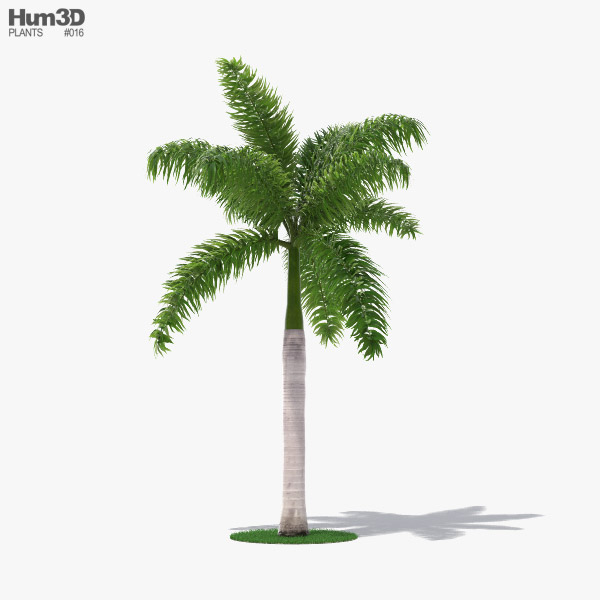 Royal palm 3D model
