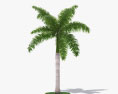 Palmeira real Modelo 3d