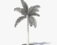 Palmeira real Modelo 3d