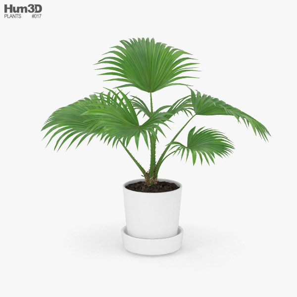 Livistona Palm 3D model