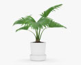 Livistona-Palme 3D-Modell