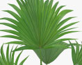 Livistona-Palme 3D-Modell