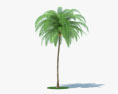 Coconut Palm 3d model