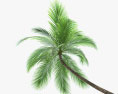 Coconut Palm 002 3d model
