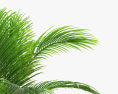 Coconut Palm 002 3d model