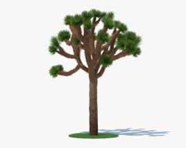 Joshua Tree 3D model