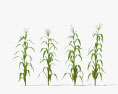 Кукурудза рослина 3D модель