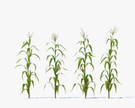 Corn Stalk Plant 3D model