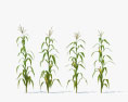 Planta de milho Modelo 3d