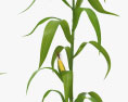 Кукурудза рослина 3D модель