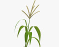 Corn Stalk Plant 3d model