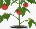 Tomatenpflanze 3D-Modell