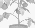 Plant de tomate Modèle 3d