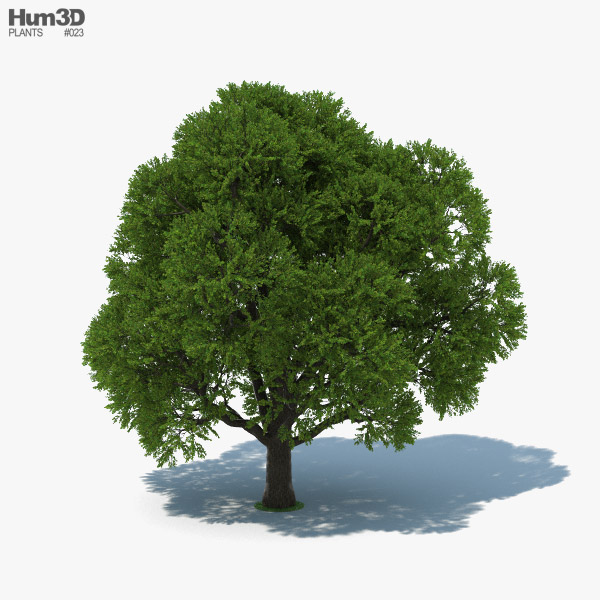 Oak Tree 3D model
