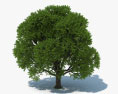 떡갈 나무 3D 모델 