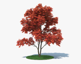 Japanese Maple 3D model