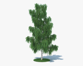 Birch Tree 3D model