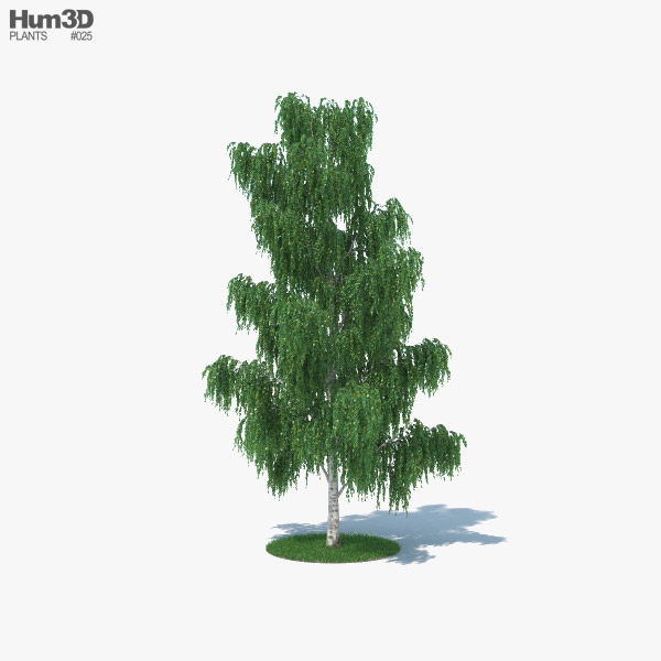 Birch Tree 3D model