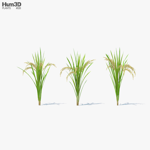Rice Plant 3D model