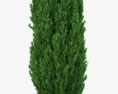 Cypress 3d model