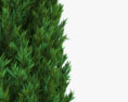 Cypress 3d model