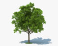 Red Oak Tree 3d model
