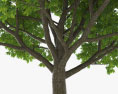 Red Oak Tree 3d model