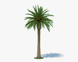 Date Palm 3D model