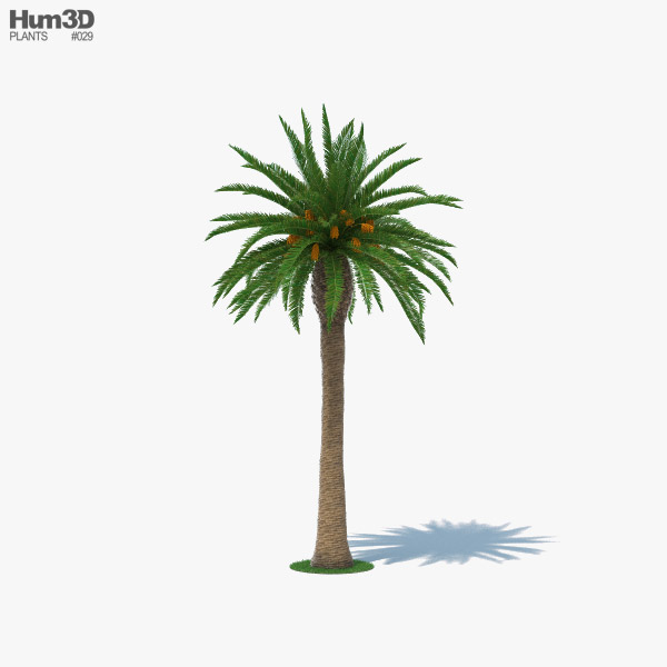 Date Palm 3D model