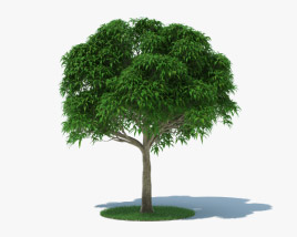 Mango Tree 3D model