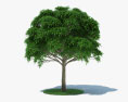 Mango Tree 3d model
