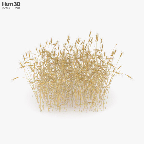Wheat Field 3D model