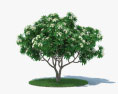 Frangipani Tree 3d model
