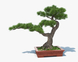 Bonsai Tree 3D model