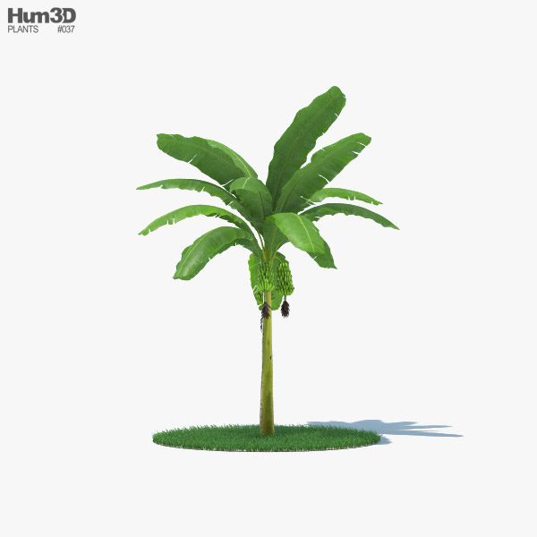 Palma di banane 002 Modello 3D
