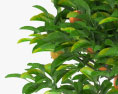 Orange Tree in a Pot 3d model