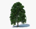 White Oak Tree 3d model