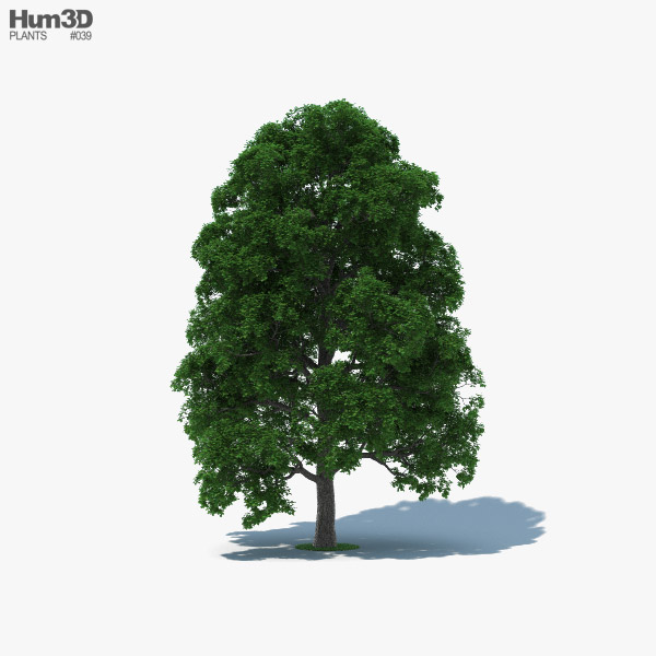 White Oak Tree 3D model
