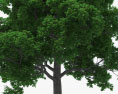 White Oak Tree 3d model