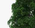 White Oak Tree 3d model