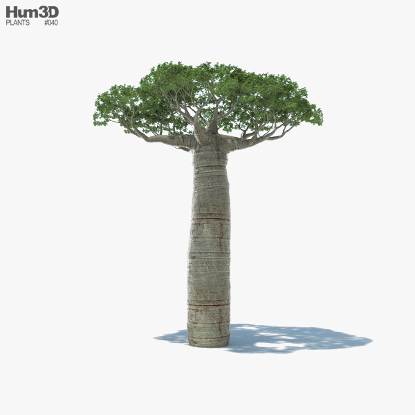 Baobab Tree 3D model