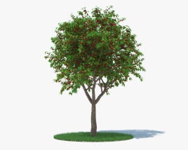 Kirschbaum 3D-Modell
