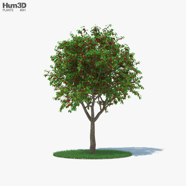 체리 나무 3D 모델 