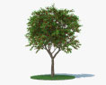 체리 나무 3D 모델 