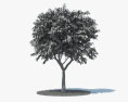 Cherry Tree 3d model